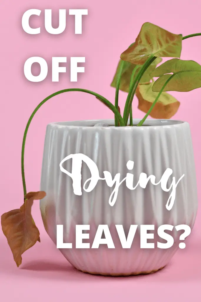 should-you-cut-off-dying-leaves-from-your-house-plants