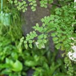 Maidenhair Fern