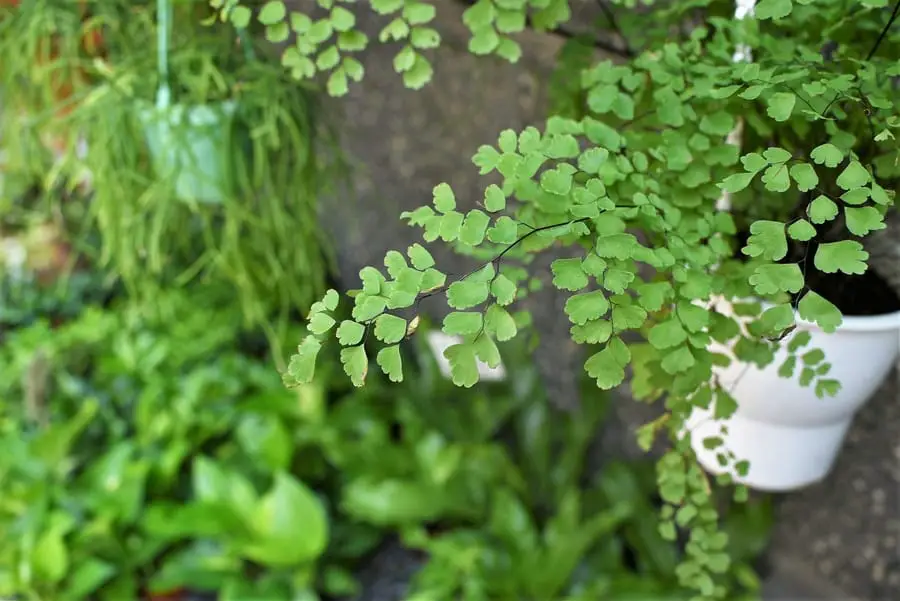 Maidenhair Fern