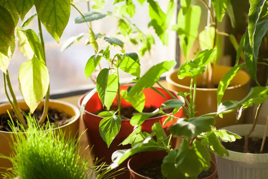 Indoor plants that can handle direct sunlight