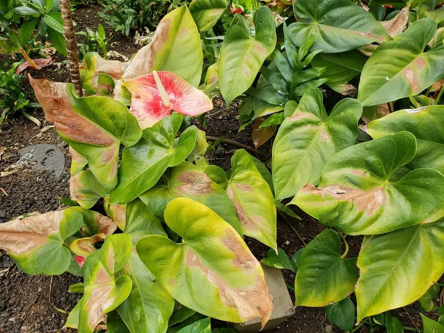 Anthurium leaf scald due to too much sun.