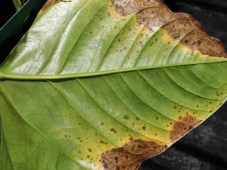 Why Anthurium Leaves Have Brown Spots What To Do About It Houseplant Help