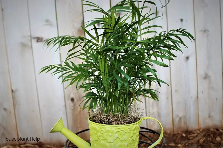 Cat Palm or Majesty Palm Which is the Best Houseplant?