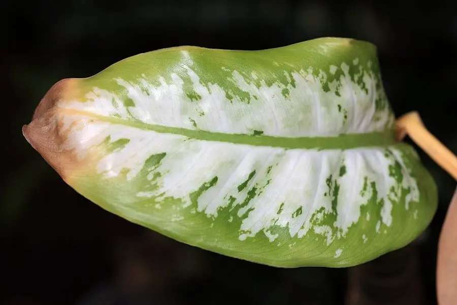 dieffenbachia plant care yellow leaves