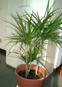 Dragon Tree Dracaena