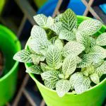 Fittonia Nerve Plant Drooping