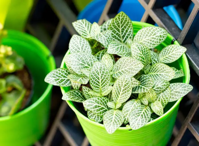 How to Save a Drooping Nerve Plant (Fittonia) in 4 Steps