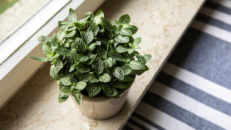 How to Save a Drooping Nerve Plant (Fittonia) in 4 Steps