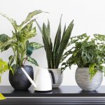 Best Houseplants for Allergy Sufferers