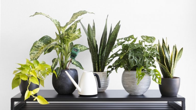 Top 10 Best Houseplants for Allergy Sufferers