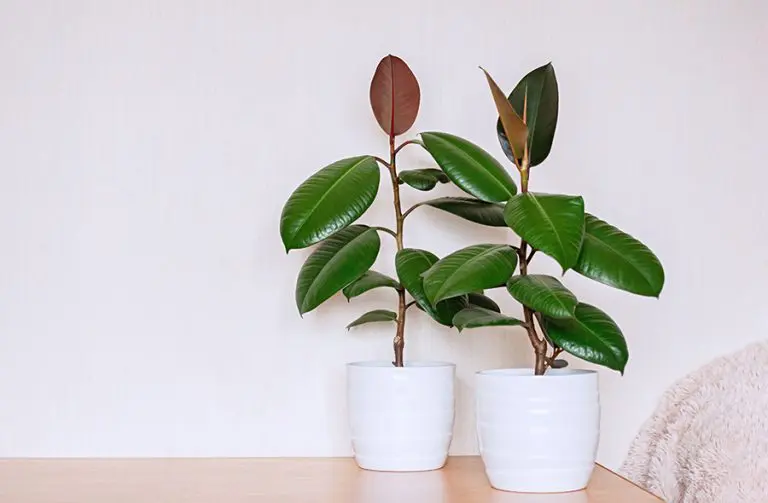 Top 10 Best Houseplants for Allergy Sufferers Houseplant