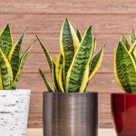 Snake Plant