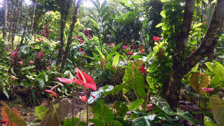 anthurium is a tropical plant that thrives in high humidity
