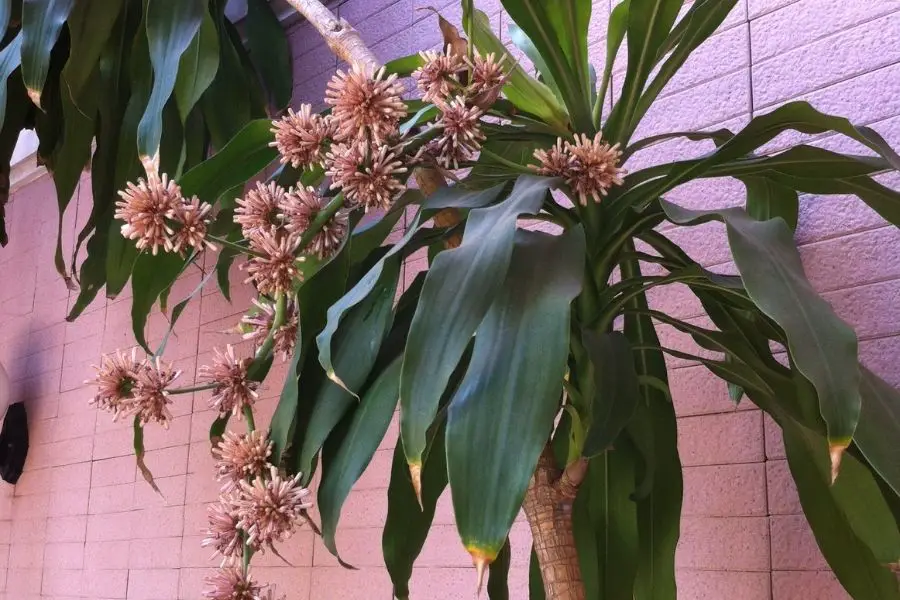 A mature corn plant producing flowers.