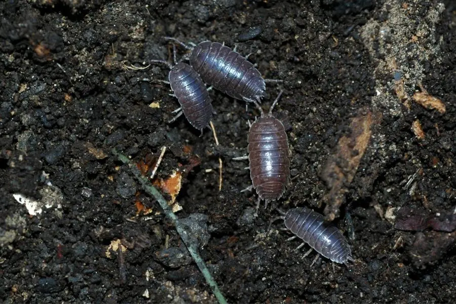 Isopods Pill Bugs On Soil 