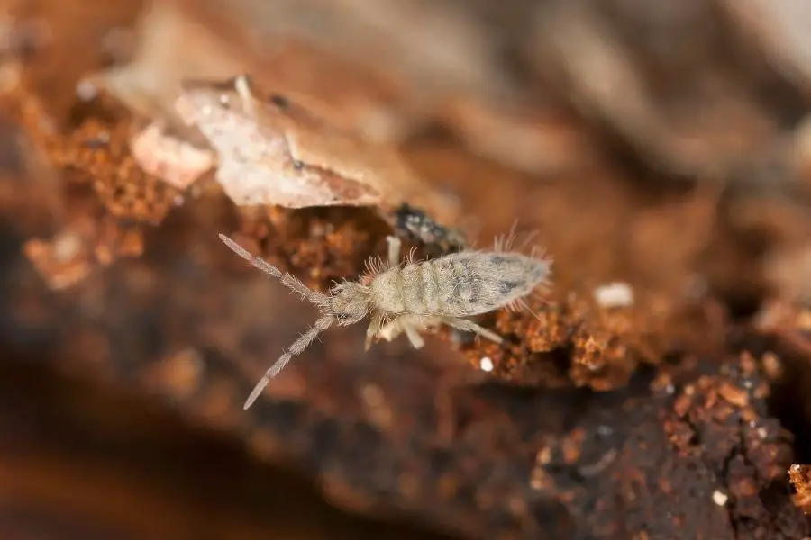 tiny-white-bugs-in-indoor-plant-soil