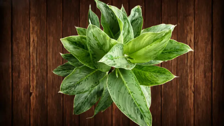 Chinese evergreen for dark rooms