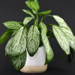 How to Care for a Chinese Evergreen Houseplant