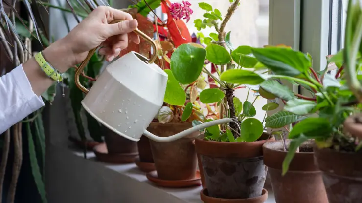 How to Tell if a Plant is Overwatered or Underwatered