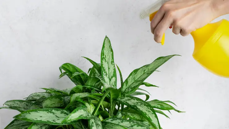 Mist Chinese Evergreen Daily