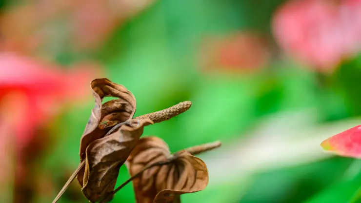 cut off dead anthurium leaves