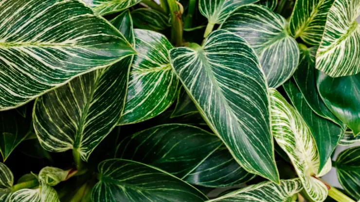how to get more stripes on philodendron birkin leaves