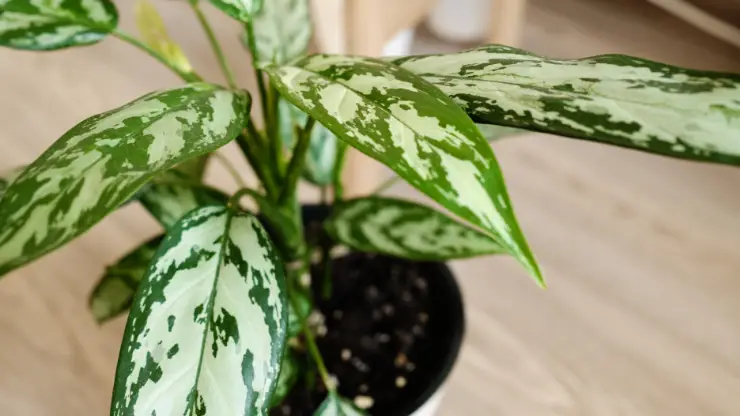 how to save a dying aglaonema