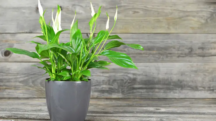 peace lily for dark rooms