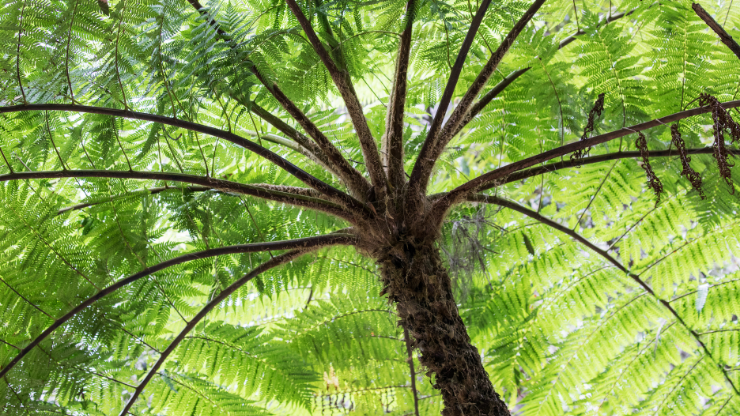 tree fern needs bright indirect light