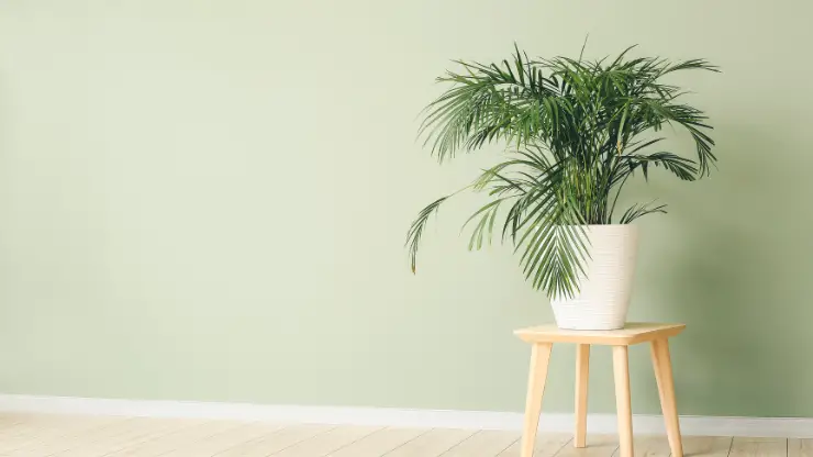 Best Indoor Palms for Low Light