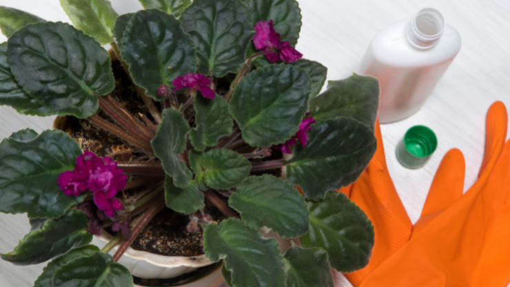 African violets love a blossom boosting fertilizer.