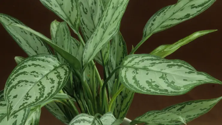 Chinese evergreen best houseplants for black thumbs