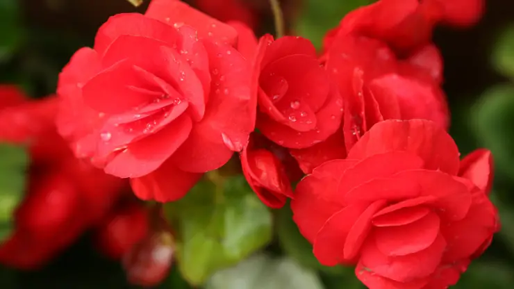 how to care for rieger begonia indoors