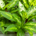 Dieffenbachia Plant Care Guide: How to Care For Dumb Cane