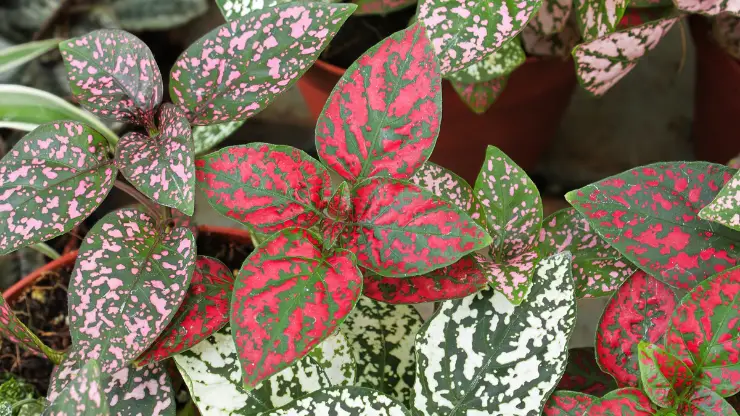 many different colors of polka dot plant (red, white, pink)
