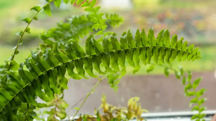 How Much Should I Water My Indoor Fern?