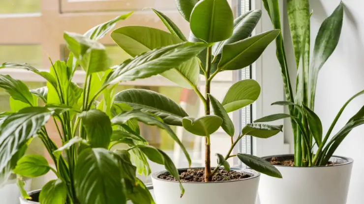 House Plant Potted Isolated