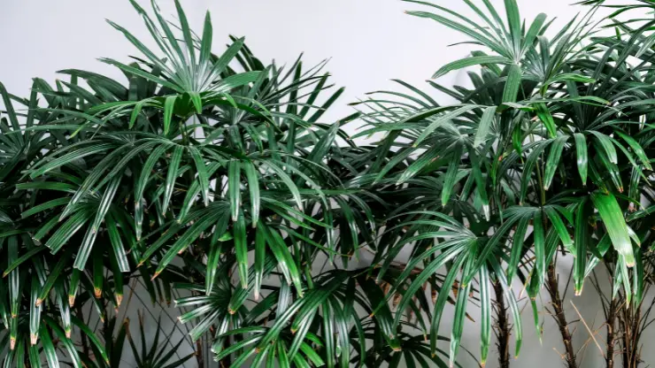 lady palm best houseplants for black thumbs
