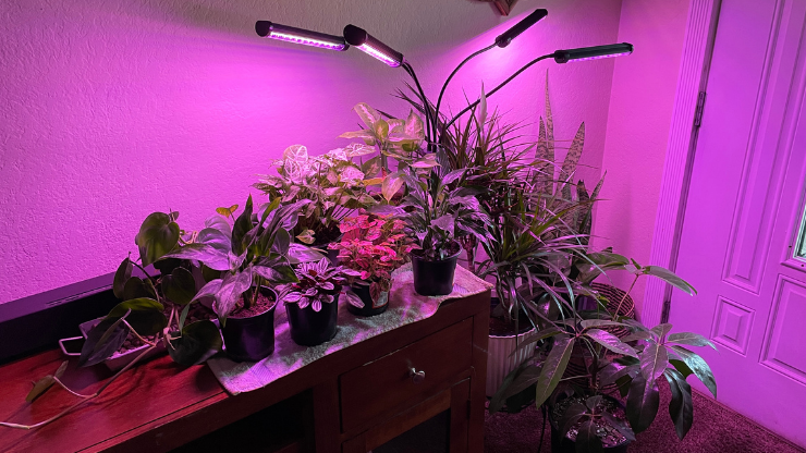 my houseplants under a grow light