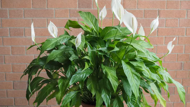 peace lily best houseplants for black thumbs