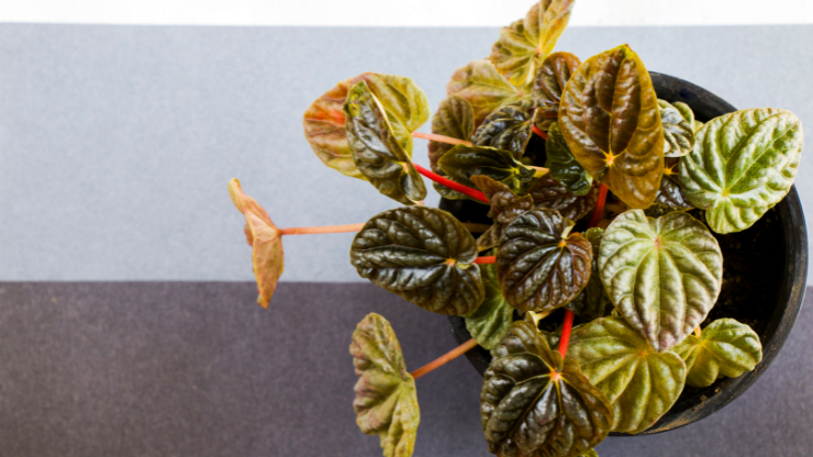 peperomia best houseplants for black thumbs