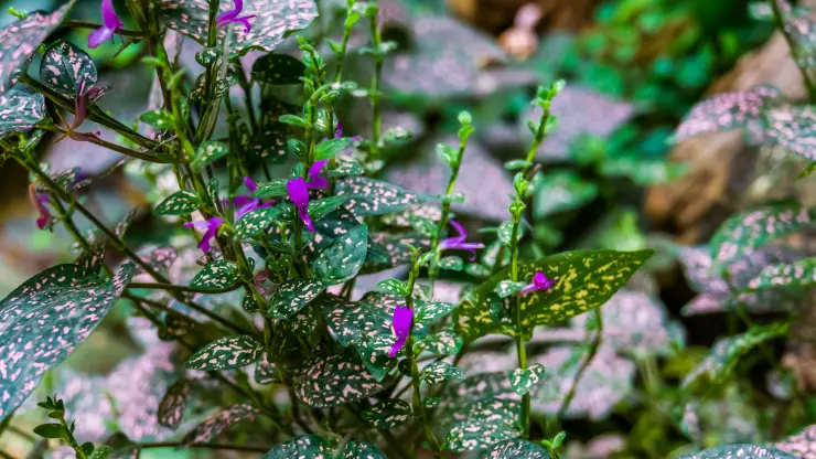 after polka dot plant flowers it rapidly declines and dies