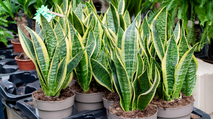 snake plant best houseplants for black thumbs