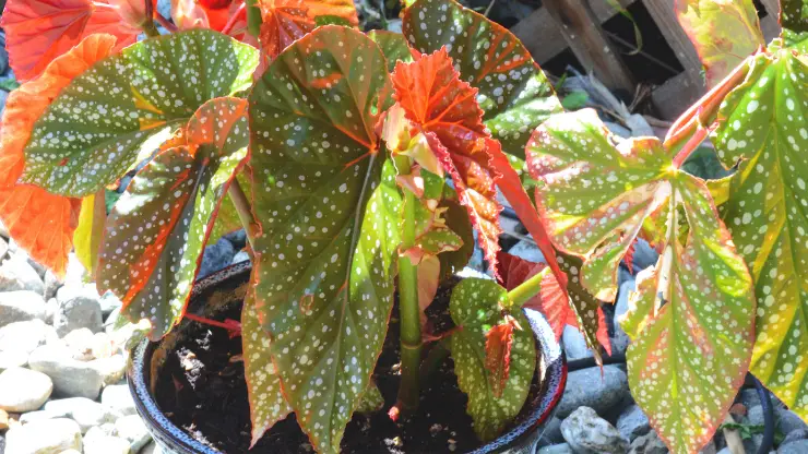 why is my angel wing begonia dropping leaves