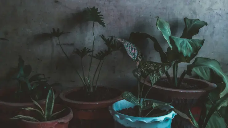 will plants survive indoors without sunlight
