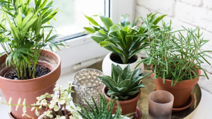Best Houseplants for South Facing Windows