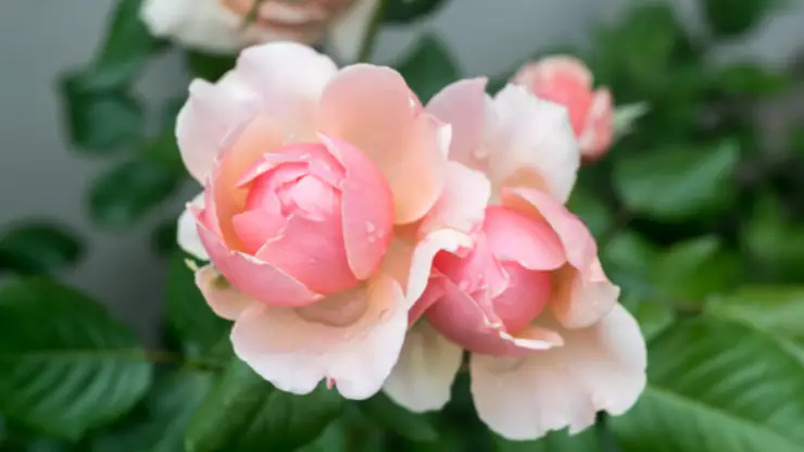 Miniature Rose - Best Houseplants for South Facing Windows