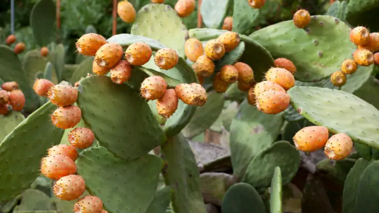 Prickly Pear - Best Houseplants for South Facing Windows