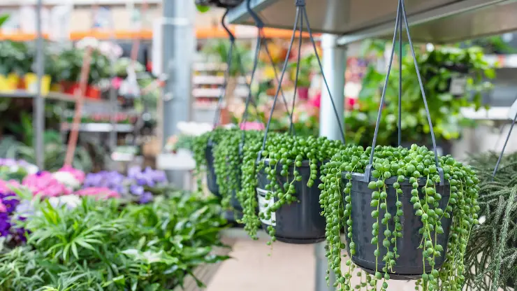 String of Pearls - Best Houseplants for South Facing Windows