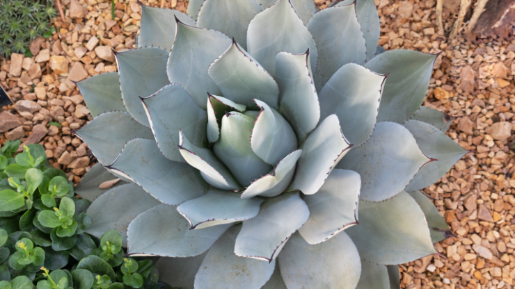 agave - Best Houseplants for South Facing Windows